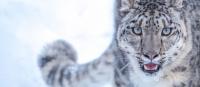 Para Snow Leopard